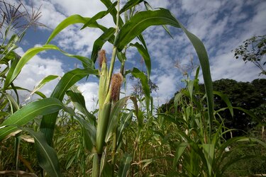 Fijan el precio del maíz para el ciclo agrícola 2019-2020