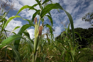 Fijan el precio del maíz para el ciclo agrícola 2019-2020