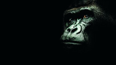 Jane Goodall, una mujer libre