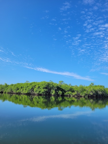 Recuperar un manglar, el reto de devolverle la vida a un ecosistema