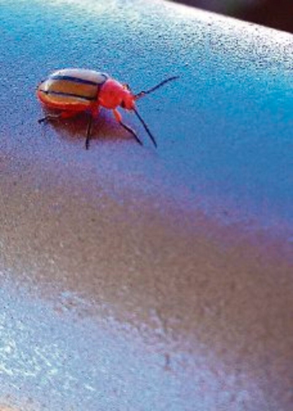 Los diminutos del trópico