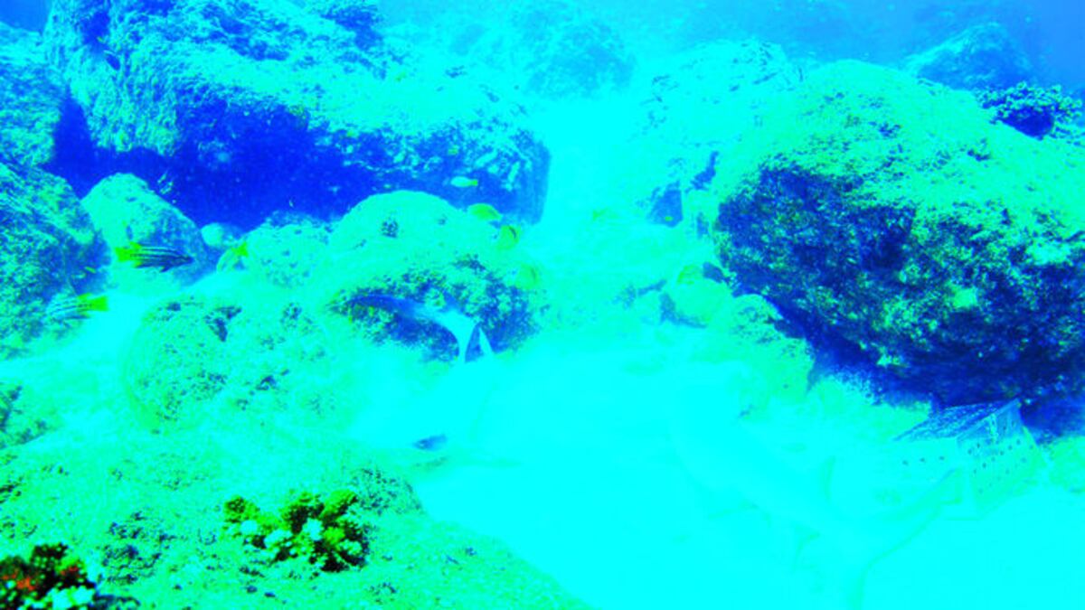 El tiburón punta blanca de arrecife se mantiene en la arena y se mete en cuevas y entre las rocas. CORTESÍA