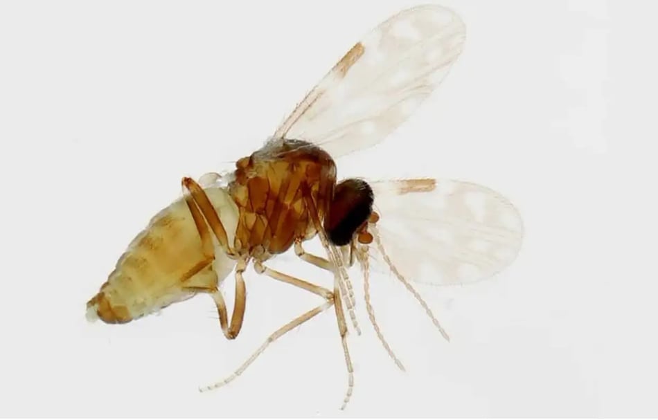 El virus de oropouche se expande a Chepo y La Chorrera, sumando 107 casos en Panamá