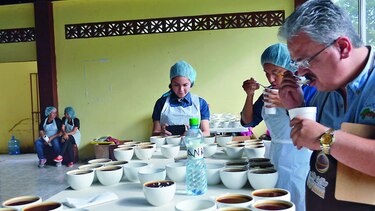 Escogerán mejores cafés para cata internacional