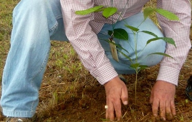 Munver recomienda sembrar especies nativas en zonas deforestadas de Azuero