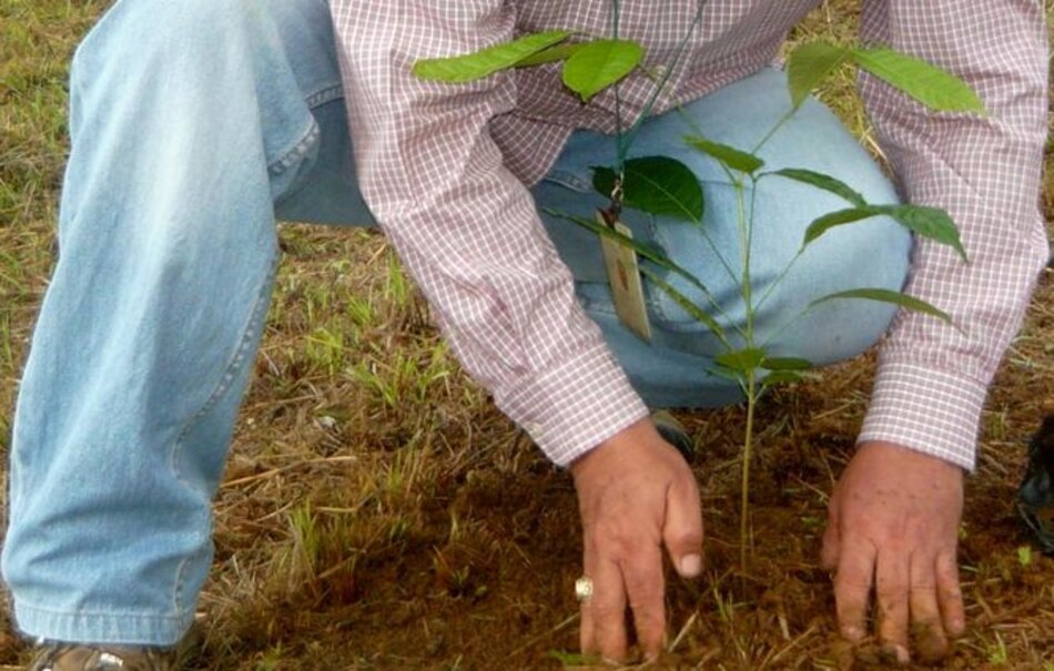Munver recomienda sembrar especies nativas en zonas deforestadas de Azuero