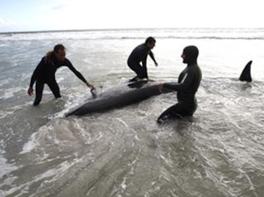 Sacrificarán a mayoría de ballenas varadas en Sudáfrica