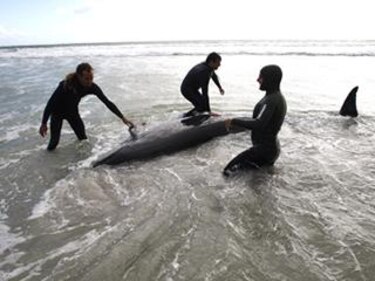 Sacrificarán a mayoría de ballenas varadas en Sudáfrica