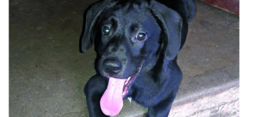 Penny, entre pelotas y peluches