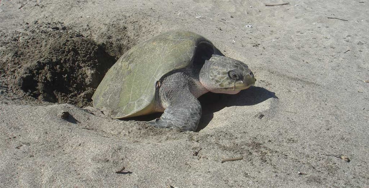 Liberan 845 tortugas paslama en el Pacífico, una especie en peligro de extinción