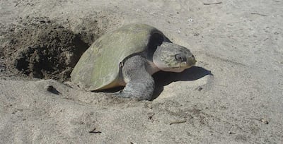 Liberan 845 tortugas paslama en el Pacífico, una especie en peligro de extinción 