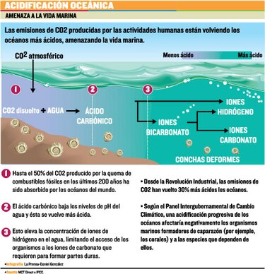 Océanos más ácidos, riesgo para la biodiversidad