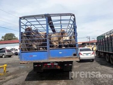 Detienen a ocho personas por robo de vacas en Chiriquí