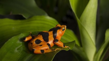 Un festival para promover el valor de la rana dorada