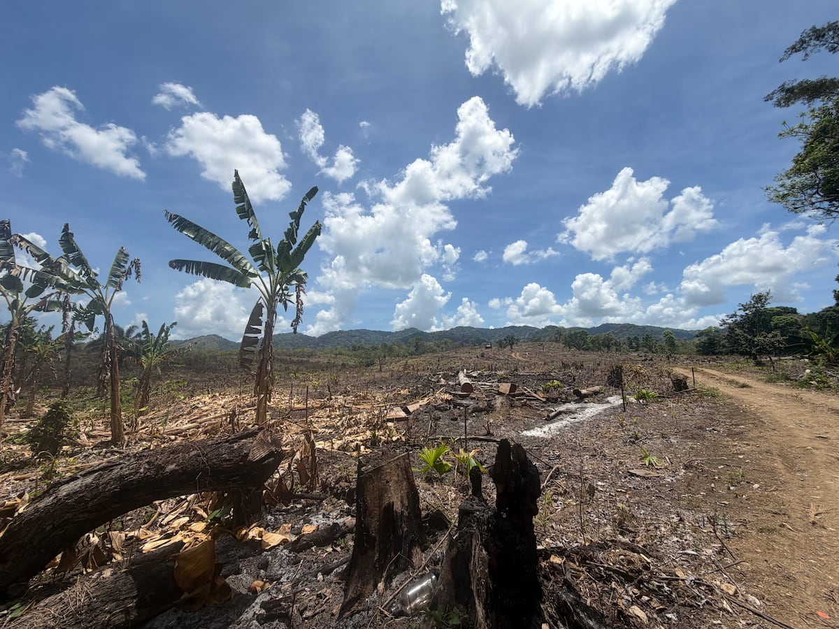 La Tierra no celebra, resiste