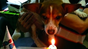 El cumpleaños de Brownie