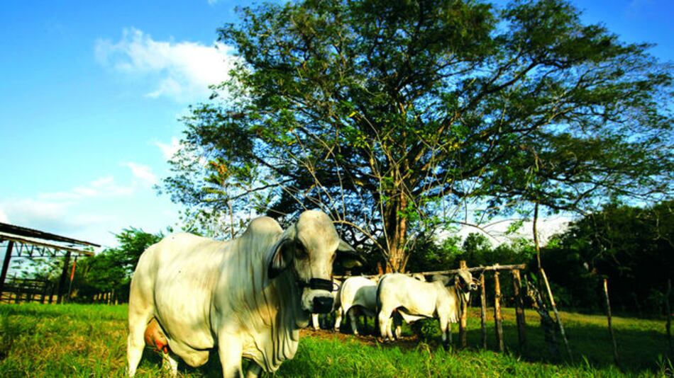 Abogan por una ganadería sostenible