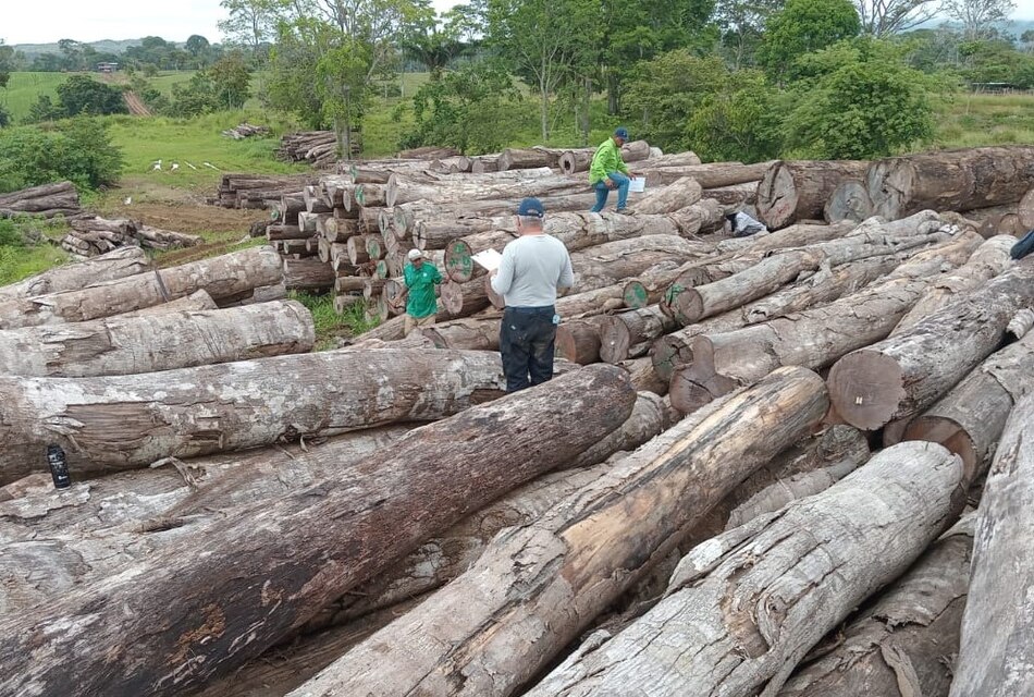 Inspeccionan patios de acopio de madera en Darién; se investiga la procedencia del material