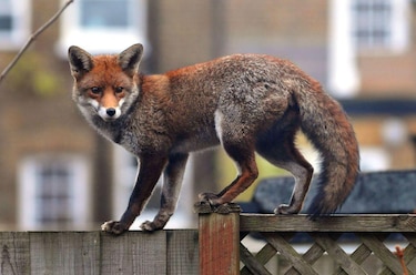 Evolución extrema: los animales que se transforman a gran velocidad para sobrevivir