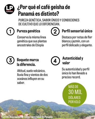 El árbol del exclusivo café geisha panameño conserva la pureza genética original de África