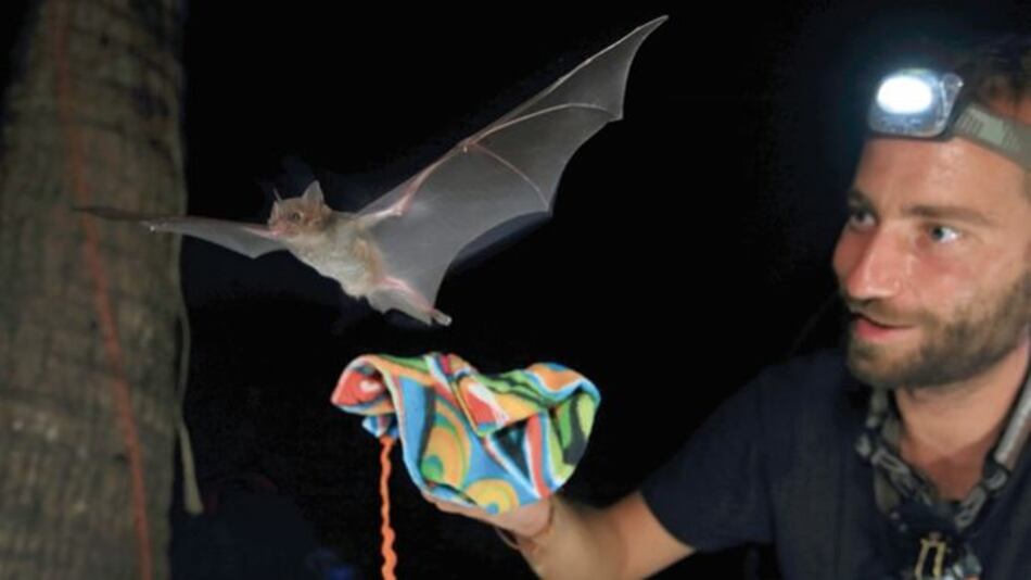 El llamado de los murciélagos