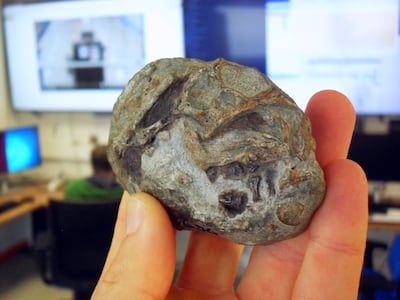 Descubren el primer huevo de un antepasado de los mamíferos, de hace 250 millones de años