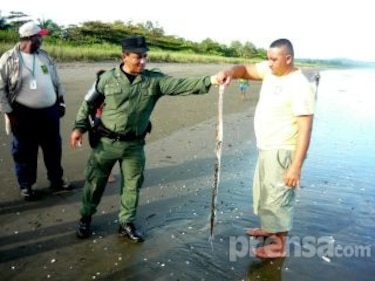 Pescadores de Tonosí reportan muerte de especies marinas