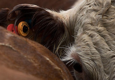La multimillonaria estafa de las ‘vacas virtuales’ que sacude a Uruguay, uno de los países más ganaderos del mundo