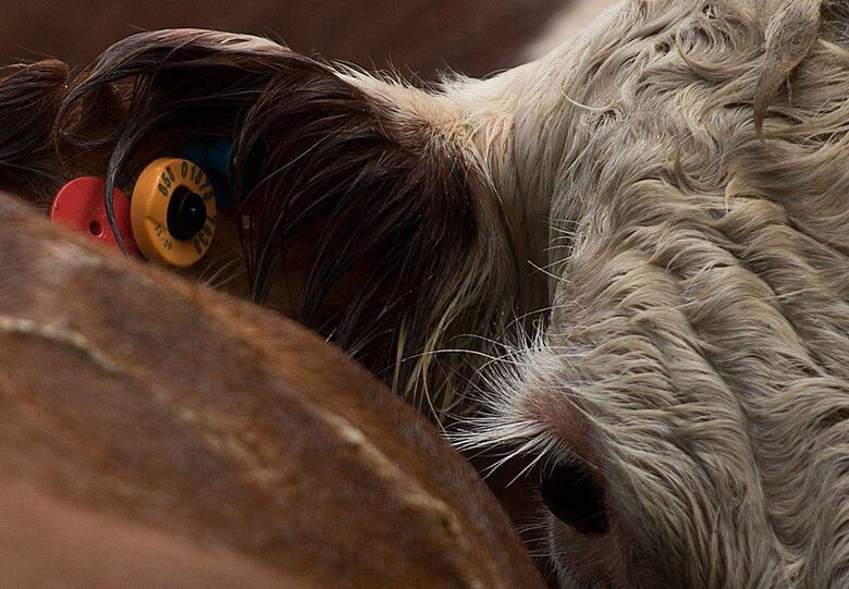 La multimillonaria estafa de las ‘vacas virtuales’ que sacude a Uruguay, uno de los países más ganaderos del mundo