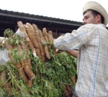 Beneficios de la yuca