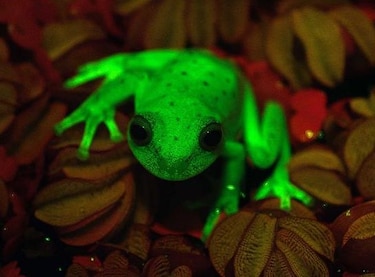 Descubren primer caso de fluorescencia natural en ranas en Argentina