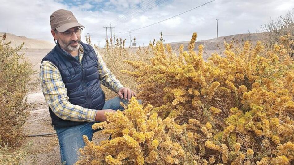 A reforestar el desierto chileno