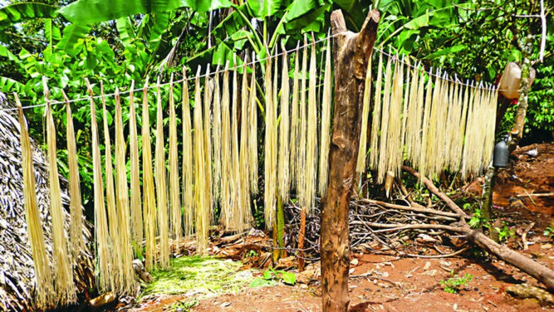 Deforestación atenta contra la palma bellota