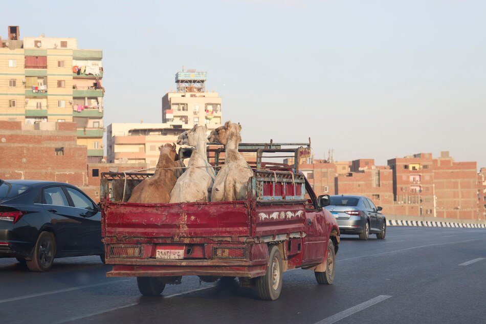Airbnb y otros operadores turísticos no ofrecerán paseos con camellos en pirámides de Giza