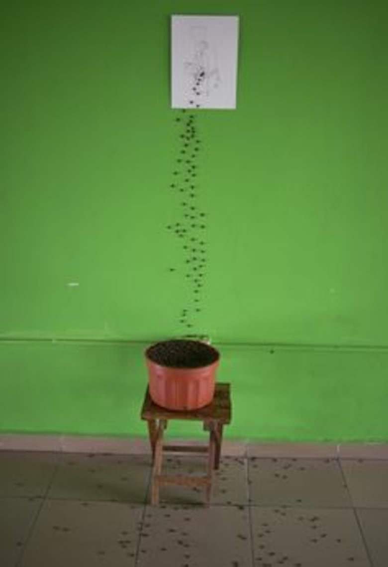 Proyecto de arte y ciencia de Panamá estará en festival europeo