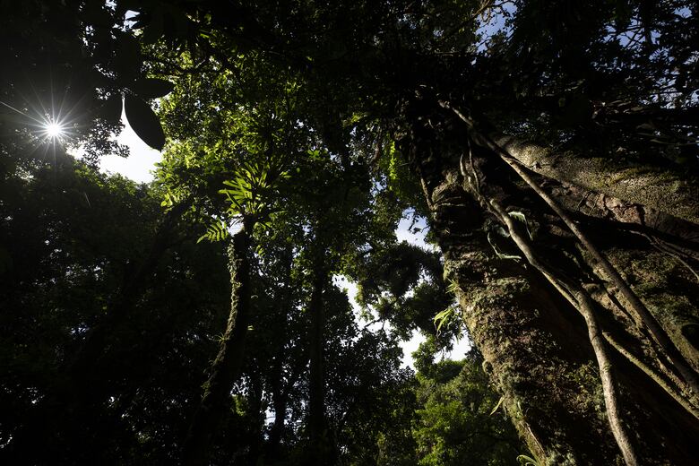 Cerro Chucantí, una joya ecológica entre las provincias de Darién y Panamá