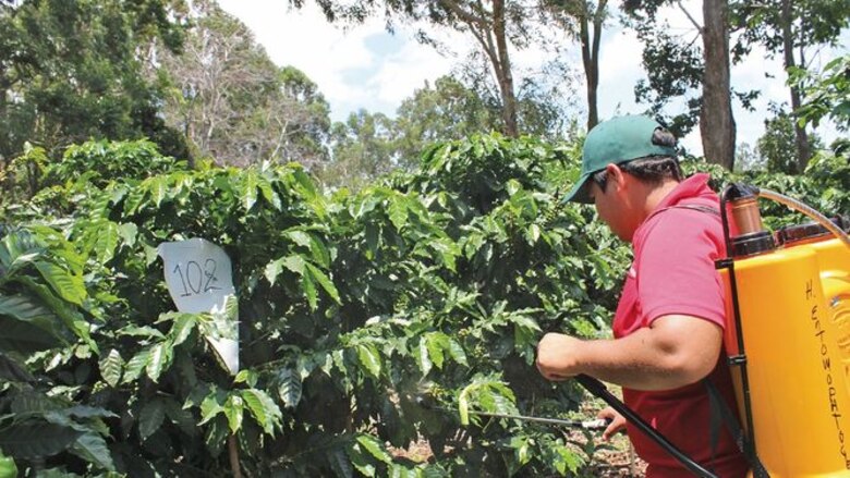 Descubren hongo que podría controlar a la broca del café