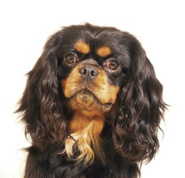 Perros ideales para apartamentos