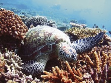 Océanos más ácidos, riesgo para la biodiversidad