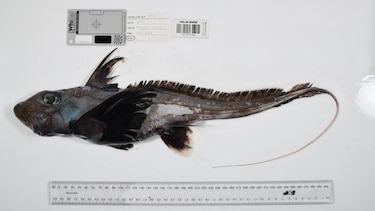 El tiburón fantasma, la esponja carnívora y otras especies marinas descubiertas en solo un año