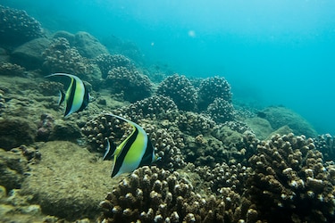 Alcaldes de Veraguas rechazan traslado de reos a Coiba y alertan sobre riesgos ambientales