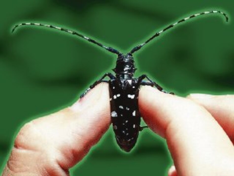 El valor de los escarabajos para la macrobiota