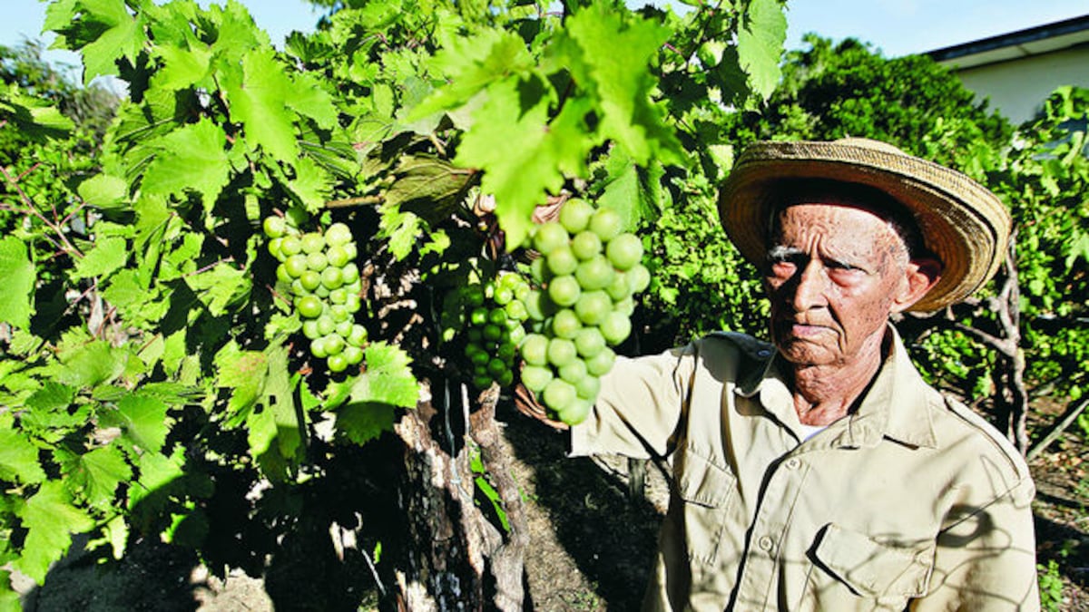 Pequeños viñedos en el interior del país