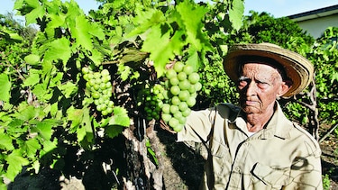 Pequeños viñedos en el interior del país