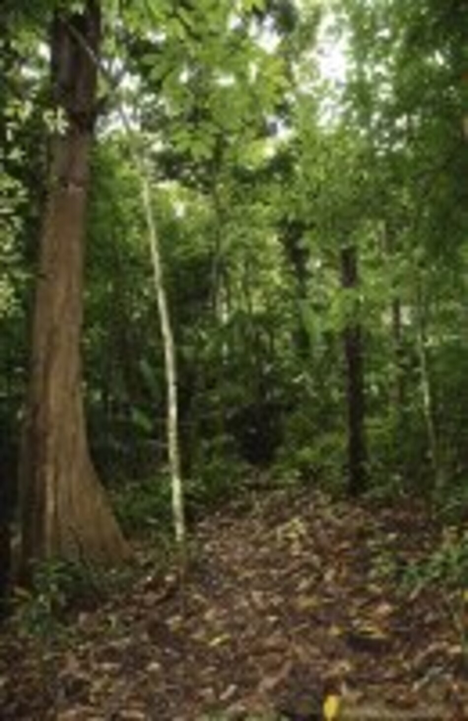 Innova El rol de las hojas muertas