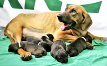 Firma surcoreana clona cinco perros por encargo