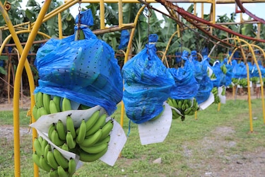 Chiquita inicia pruebas con 17 empacadoras de banano en Changuinola, Bocas de Toro