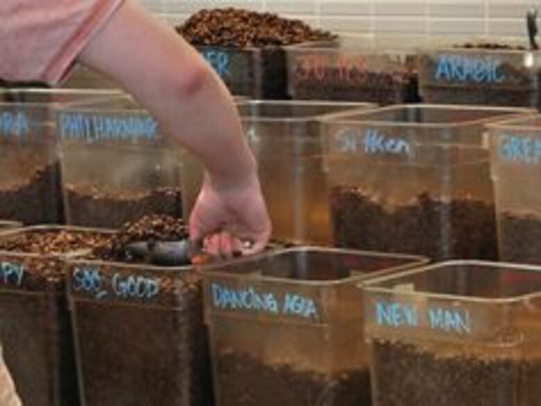 ¿Qué riesgo hay de tomar café y contraer cáncer?