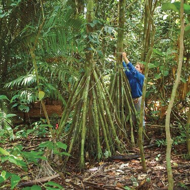 Hojas descompuestas: el alimento de los bosques tropicales