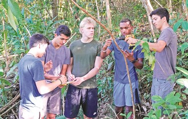 Herida accidental a un árbol revela comportamiento simbiótico novedoso